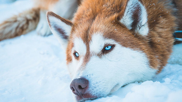 El Husky Siberiano