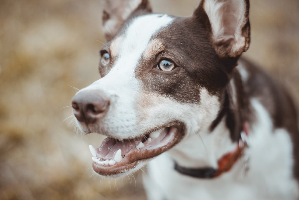 Dientes de perro