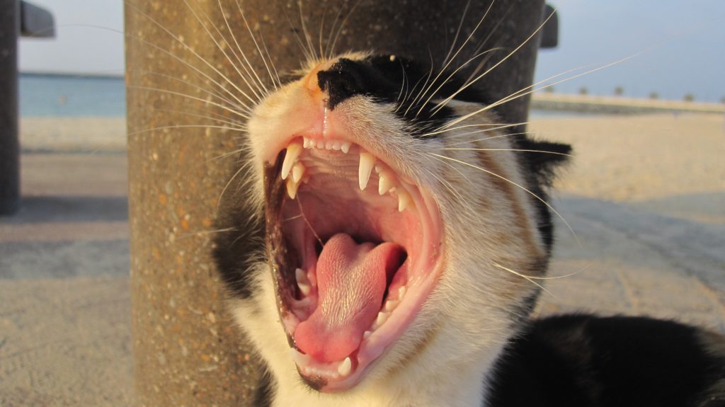 Dientes de gato