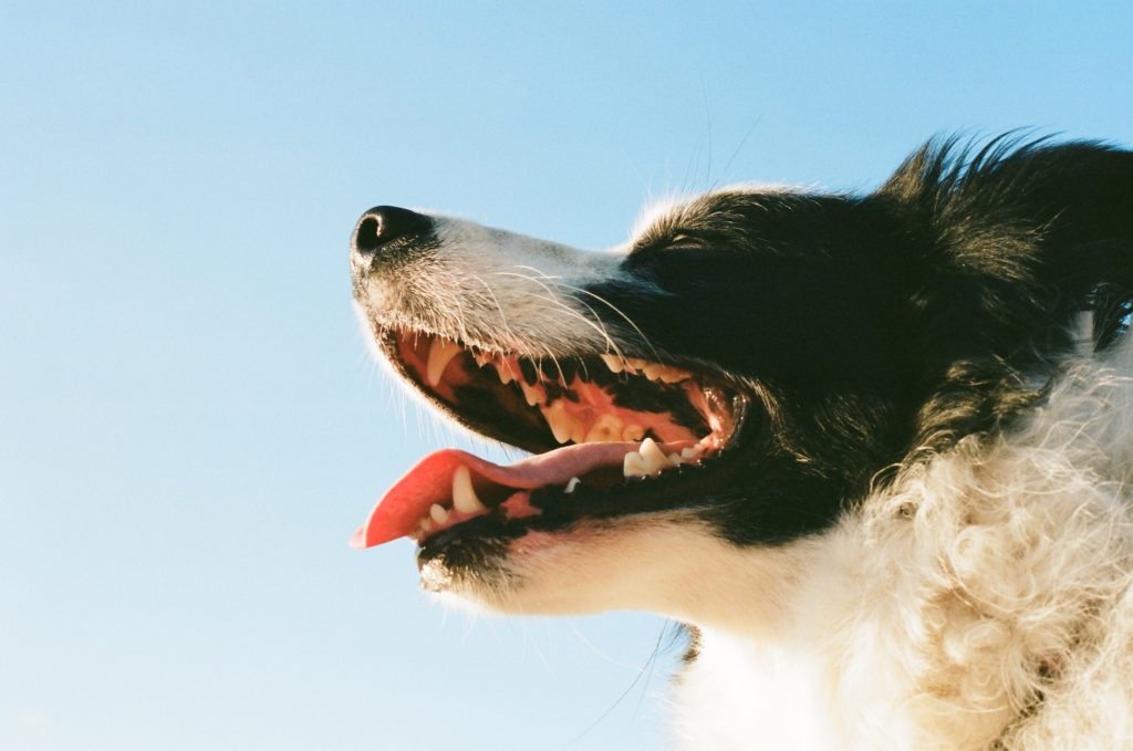 Dientes de perro