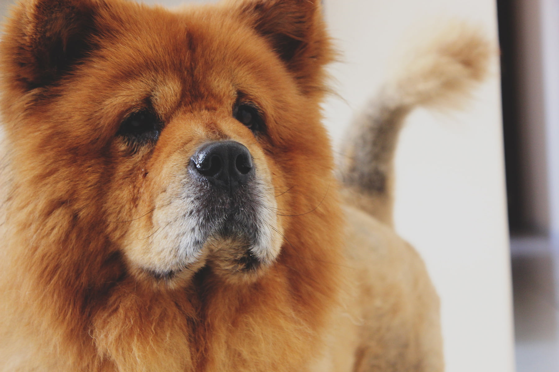 Chow Chow, el perro león