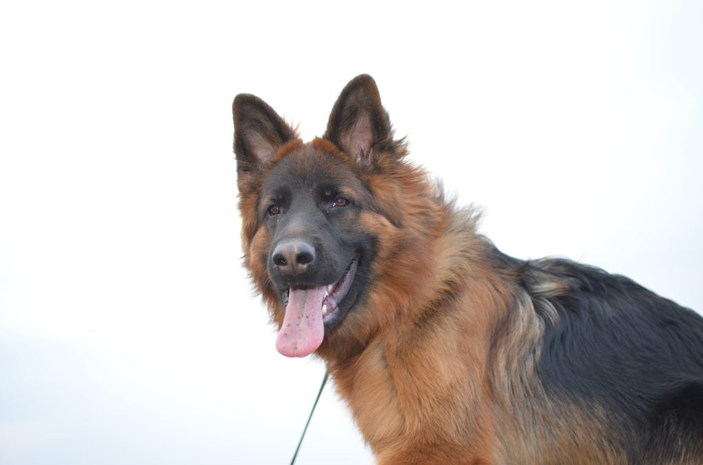 Perro Pastor Alemán adulto