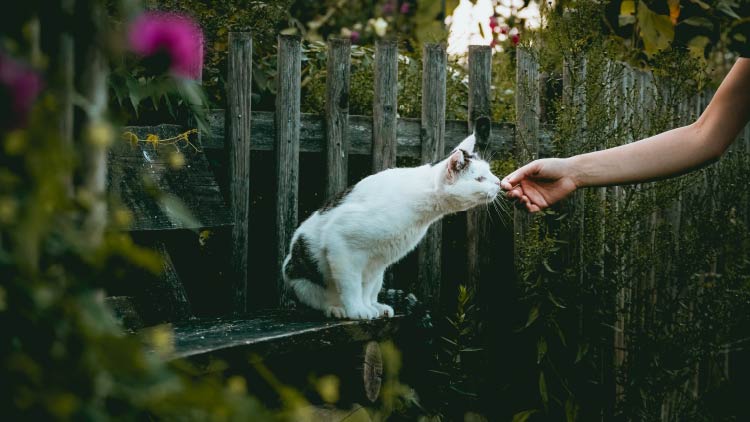 18 hechos sorprendentes sobre los gatos