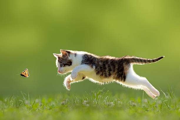 Piques para alimentar un gatito