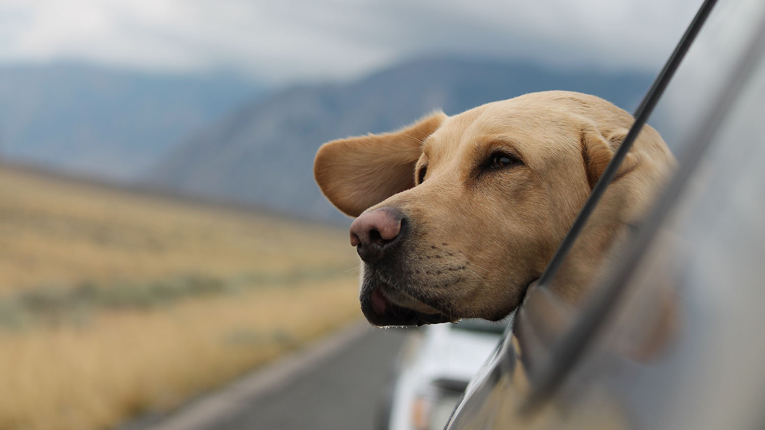 El Labrador Retriever