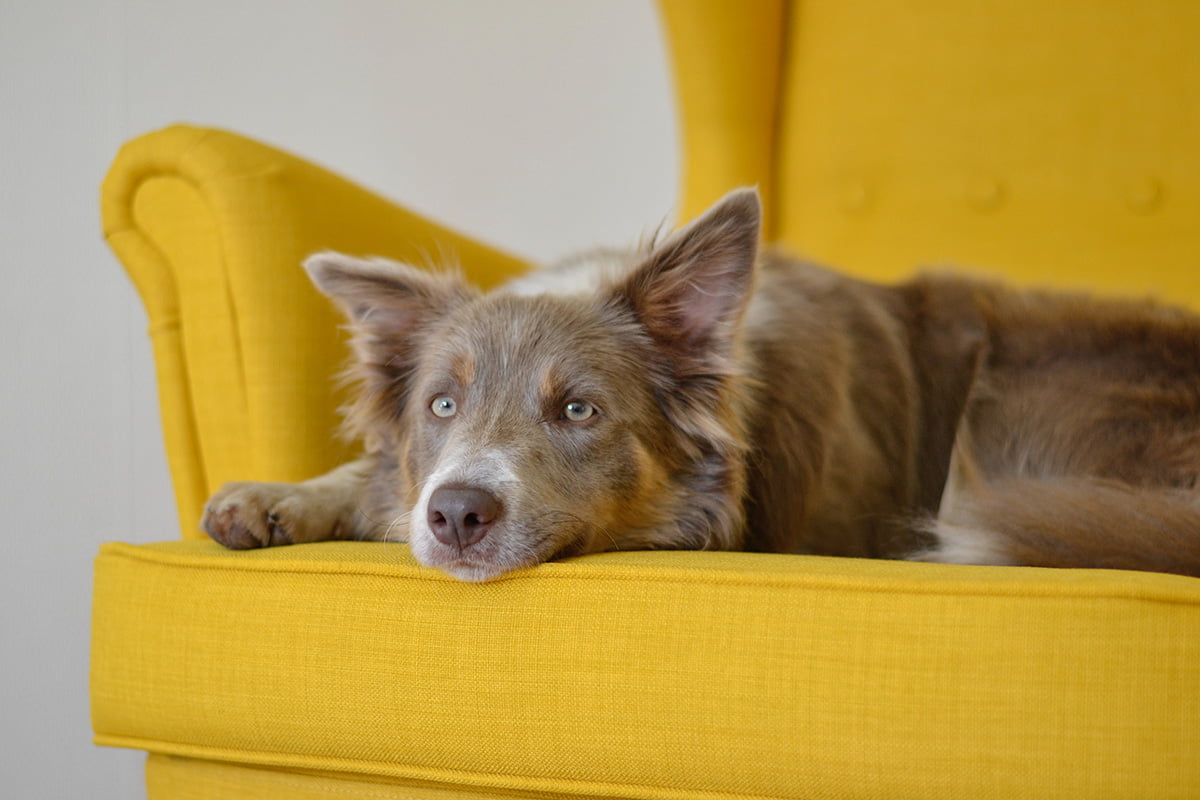 9 cosas que probablemente no sabías sobre el Border Collie