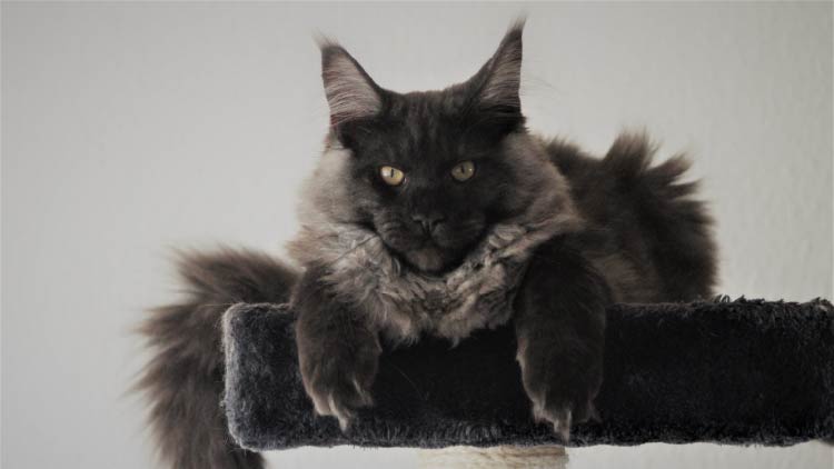 Maine Coon, el gigante amable